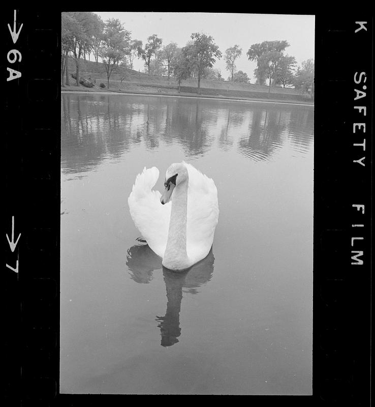 Swan at Bartlett Mall