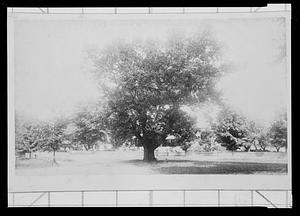 View of the Eliot Oak from the fire house