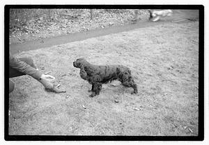 Idahurst Kennels