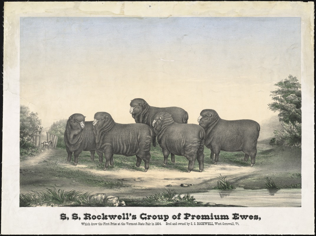 S.S. Rockwell's group of premium ewes, which drew the first prize at the Vermont State Fair in 1864. Bred and owned by S.S. Rockwell, West Cornwall Vt.