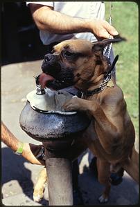 Dog drinking from water fountain