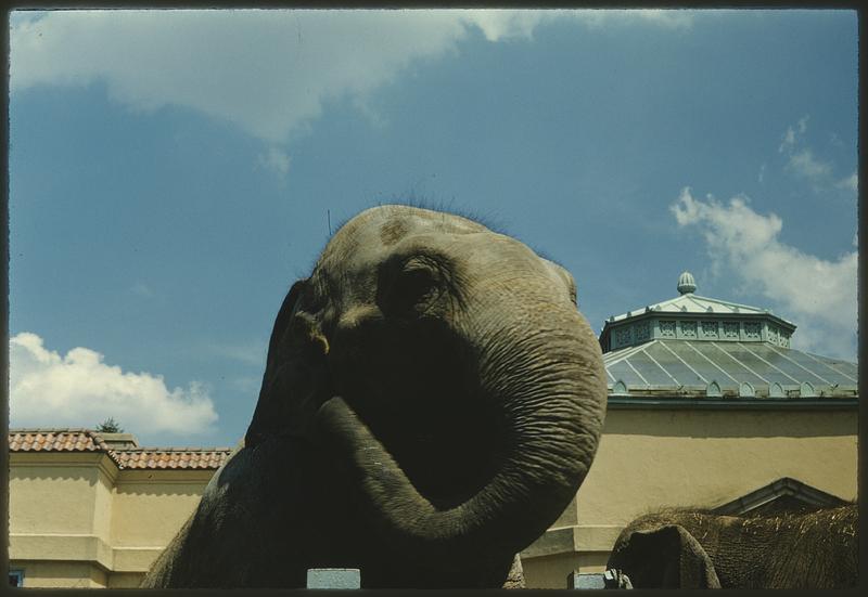 Elephant, Franklin Park Zoo, Boston Digital Commonwealth