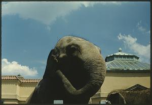 Elephant, Franklin Park Zoo, Boston