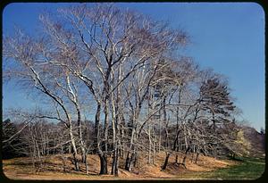Leafless trees