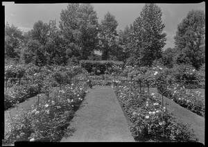 Rose garden of Mrs. Louis A. Frothingham, gen. view S. from middle terrace
