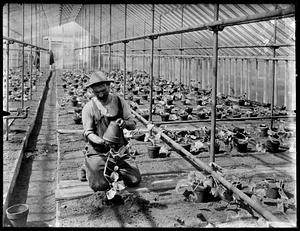 Cucumbers under glass, Belmont, Mass.