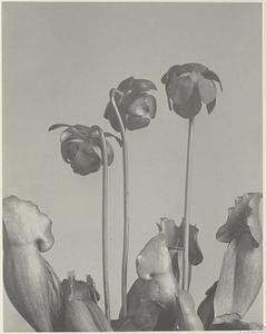 132. Sarracenia purpurea, pitcher-plant, huntsman's cup, side-saddle flower
