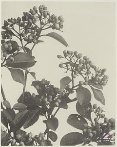 337. Viburnum cassinoides, wild raisin