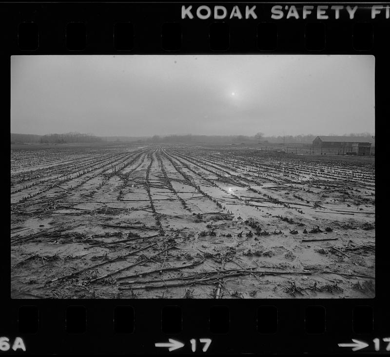 Muddy cornfield Rowley