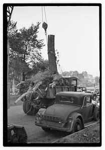 Tree removal