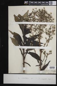 Lactuca canadensis