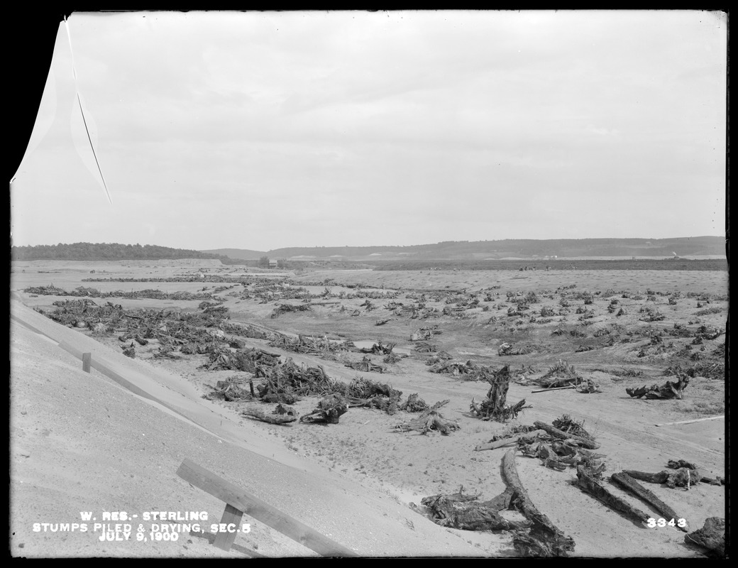 Wachusett Reservoir, stumps piled and drying, Section 5, Sterling, Mass., Jul. 9, 1900