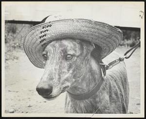 Dog Racing Teddy Meadows' Michigan Jack