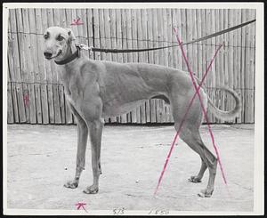 Dog's Day - Golden In is fastest greyhound in history according to general consensus of owners currently at Wonderland who say on a given day he'd beat any dog, head to head.