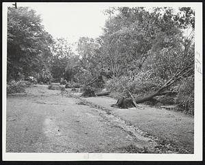 Windrows of Beautiful Trees lay along Meadowbrook road in the Oak Hill section of Newton after the hurricane swept through this beautiful garden city.