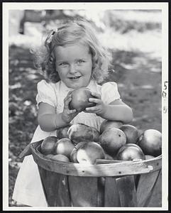 Daddy's Apples Blow Down -- Suzanne Curtis, 2 1/2 years, holds one of the apples salvaged from the windfalls left in wake of hurricane at the Curtis Orchards, Marlboro.