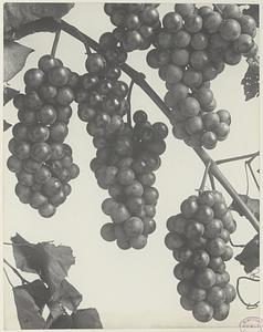 295. Vitis aestivalis, summer grape