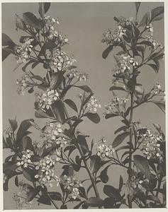 358. Pyrus arbutifolia var. atropurpurea, chokeberry