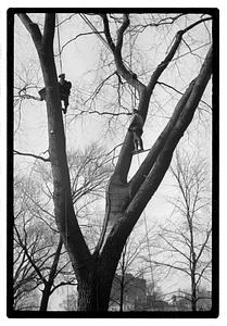 Tree maintenance, Boston Common