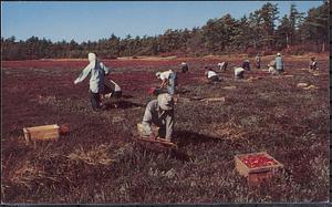 Cranberry harvest on Cape Cod