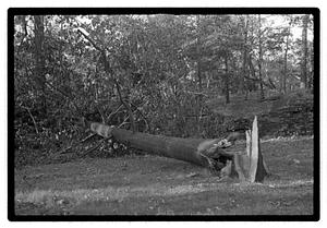 Damaged tree