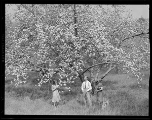 Apple blossoms at Westford, Mass.
