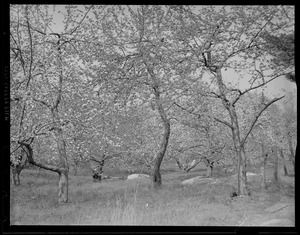 Apple blossoms at Westford, Mass.