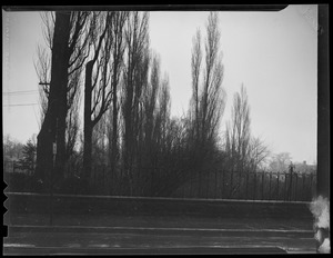 Stand of trees near road