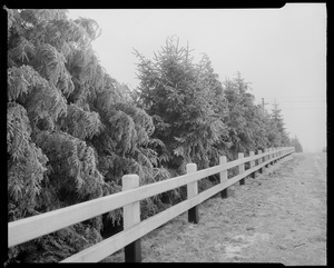Pine trees along road
