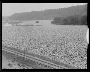 Logs in the Kennebec River, Maine