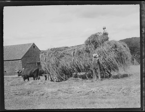 Hay being loaded onto oxen cart in N.H.