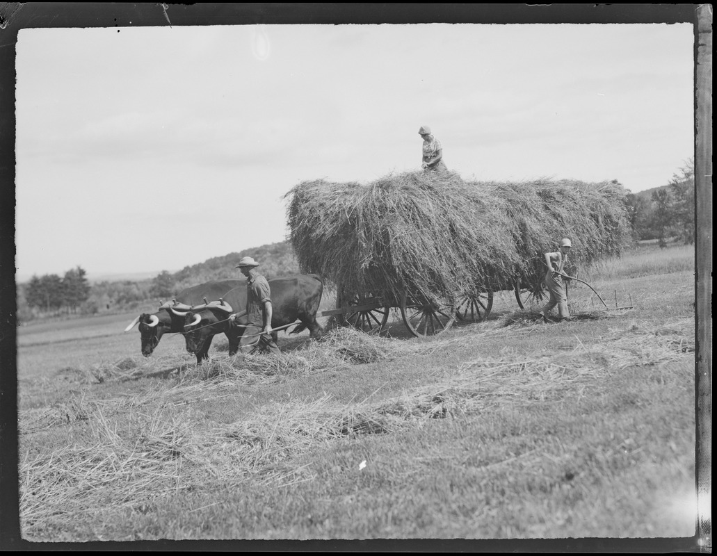 Hay being loaded onto oxen cart in N.H.