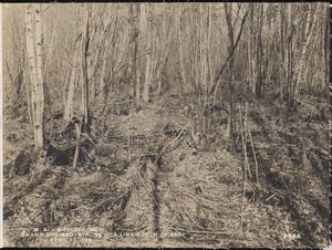 Wachusett Aqueduct, Crane Swamp improved (swamp drained), station 45, A Line north of 560, Marlborough, Mass., Apr. 10, 1899