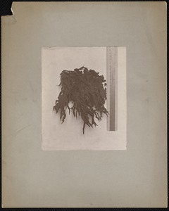 Metropolitan Water Works Miscellaneous, sponge, engraved on ruler: "Met. Wat. Bd.", Mass., ca. 1890-1899