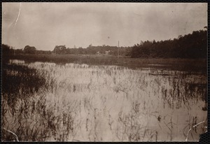 Distribution Department, Low Service Spot Pond Reservoir, Basket Cove / Morning Meadow (Kingfisher Hill and Basket Cove); verso, "from boat; shows the poor bushy maples along the shore and the openness of the meadows stretching toward the high road", Stoneham, Mass., Jul. 1898