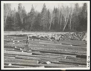 It's an Art. And it takes plenty of coaxing to snake logs down a stream in this fashion. These are some of almost 5,000,000 feet of logs being taken down the Machias River in Maine May 22. And it's a scene that is being repeated on many another stream in New England, especially where much timber was felled by last fall's hurricane.