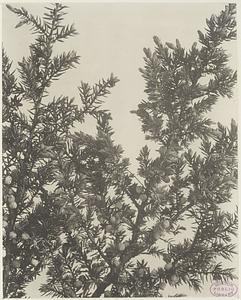 313. Juniperus communis var. depressa, ground juniper