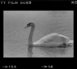 Swan in water