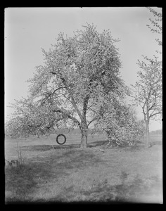 Sudbury Department, tree, with tire swing, with families (13 people), Southborough?, Mass., May 8, 1927