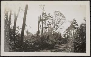 New England Hurricane, 1938
