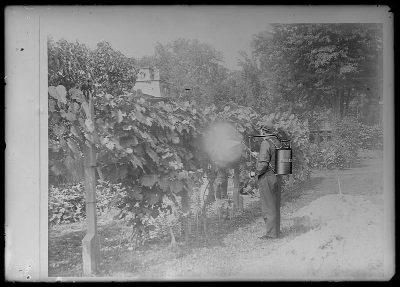 Spraying grapes