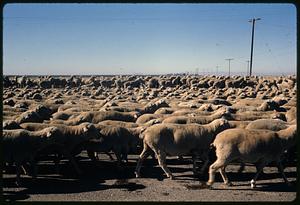 Large flock of sheep