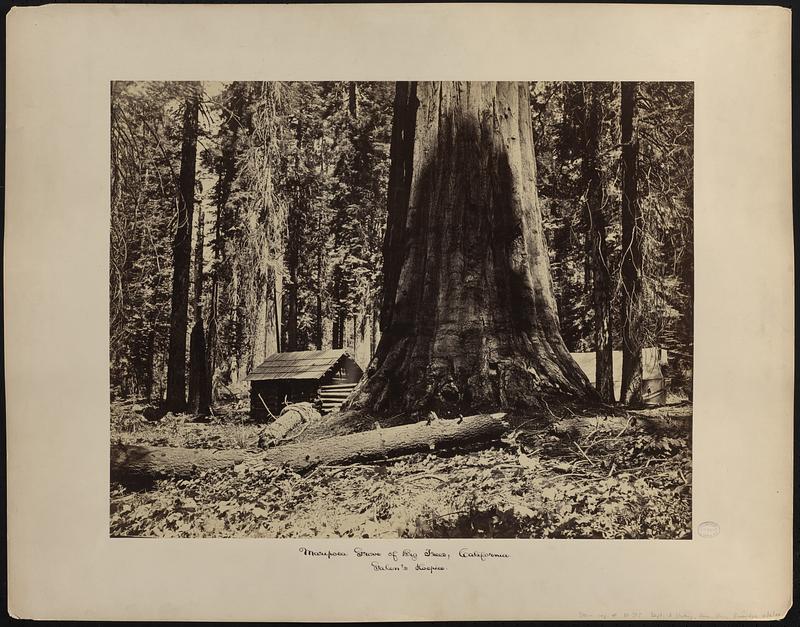 Galen's Hospice, Mariposa Grove of big trees, California