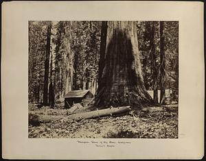 Galen's Hospice, Mariposa Grove of big trees, California
