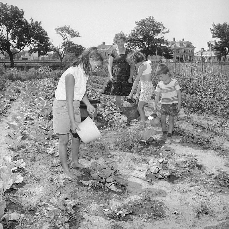 Community gardens, Poor Farm, New Bedford - Digital Commonwealth