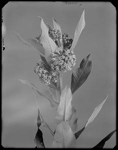 Milkweed - Asclepias