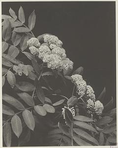 60. Pyrus americana, American mountain-ash, dogberry