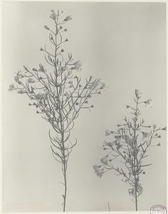 199. Gerardia tenuifolia, slender foxglove