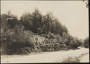 Sloping woods with a stone wall and along a dirt road