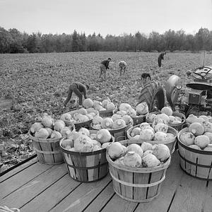 Halcyon Farm, Turnip Harvest, 3915 Main Street, Brewster, MA